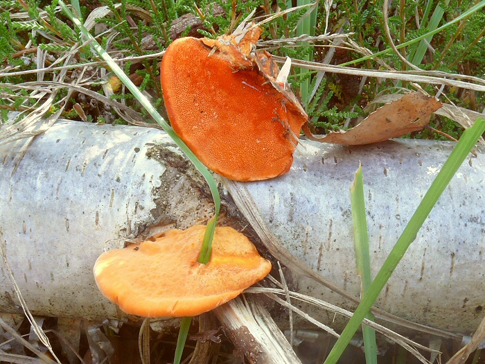 P1070982 PycnoporusCinnabarinus cc crp